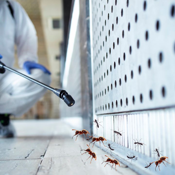 Ants Extermination in Karachi